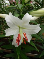 [4346 Siberia VOF VZ No102.JPG]